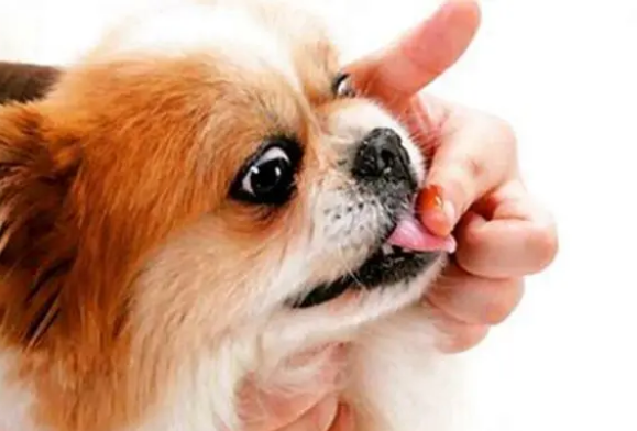 营养膏是狗狗每天必需品？兽医：没这些疾病不需要吃营养膏