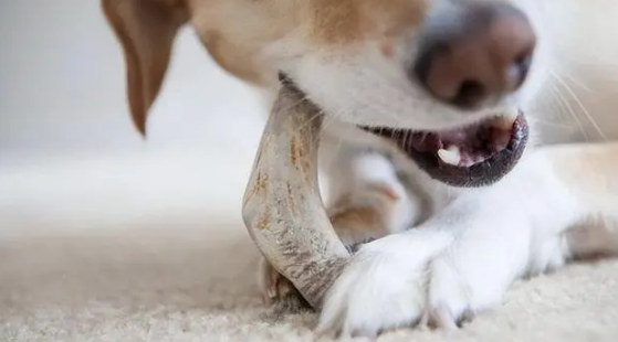 养狗知识：扒一扒狗要吃狗粮的原因