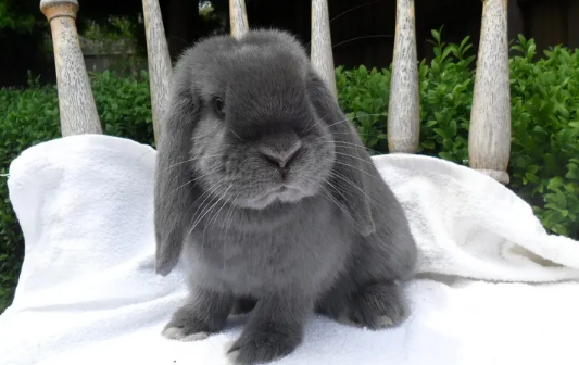 垂耳兔不想养了怎么办？宠主可以了解一下