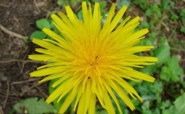 兔草是什么样子的？