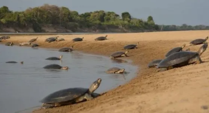 想知道巨型侧颈龟吃什么饲料，就看这！