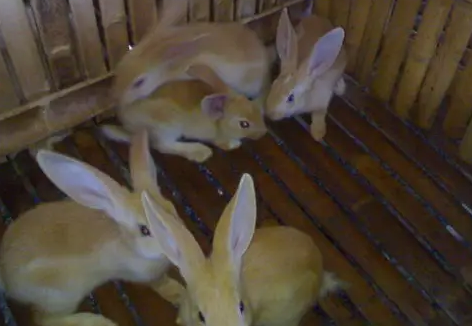 福建黄兔价格你知道吗？看这里