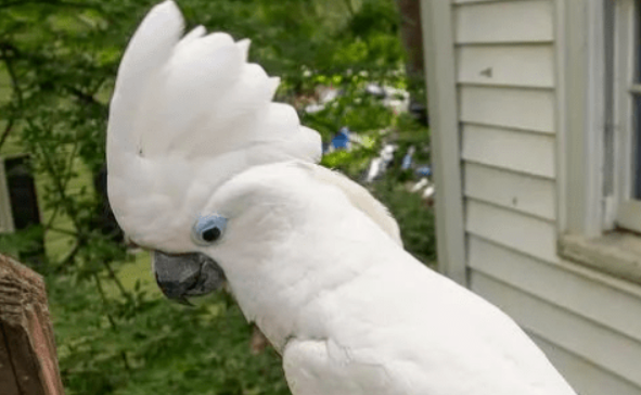 白凤头鹦鹉属于哪个科？一文帮你科普