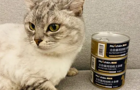 猫罐头能给猫咪当主食？来看看营养数据