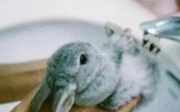 怎么给小兔子洗澡? 怎么给小兔子洗澡?