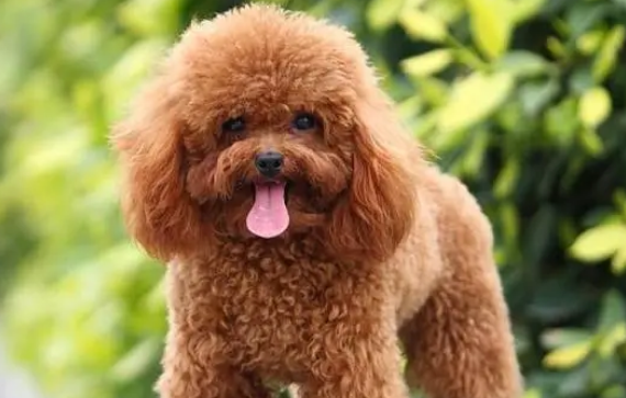 泰迪狗狗不能吃哪些东西？