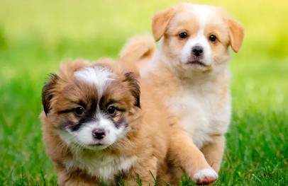 一文告诉你，狗狗一直盯着主人看是什么意思？