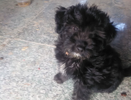 泰迪串串是不是非常丑？来这看看呗~