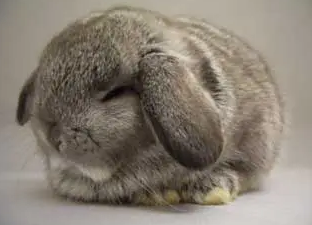 你们说,荷兰垂耳兔的生活习性是什么? 你们说,荷兰垂耳兔的生活习性是什么?