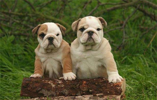 不建议养英国斗牛犬的原因,不妨来看看~ 不建议养英国斗牛犬的原因,不妨来看看~