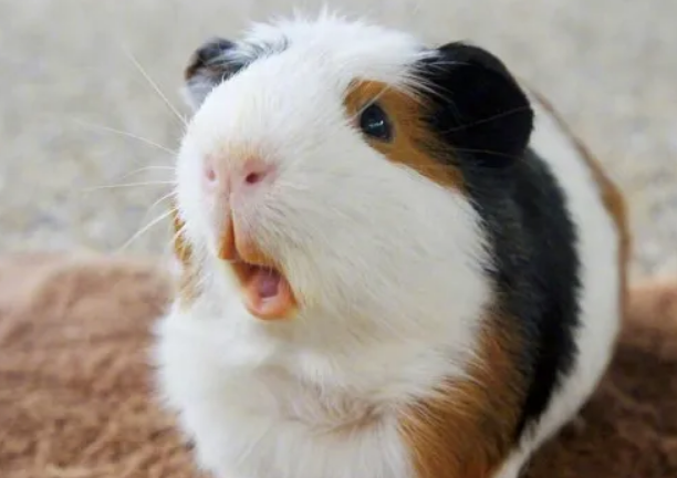 荷兰猪咬人之后，死掉了，咋回事？