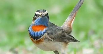 蓝靛颏能活几年？我跟你们详细讲讲