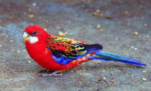 东玫瑰鹦鹉怎么辨别公母？过来瞧瞧吧