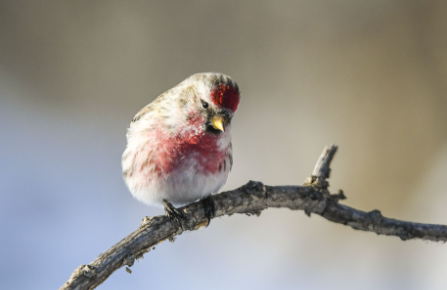 鸟友告诉你,白腰朱顶雀是候鸟吗? 鸟友告诉你,白腰朱顶雀是候鸟吗?