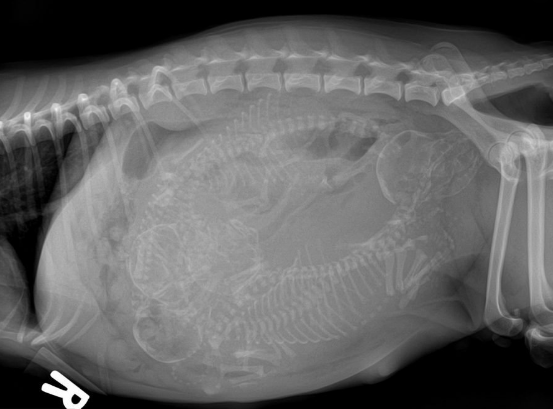 怀孕母猫照顾好，叶酸补充不能少