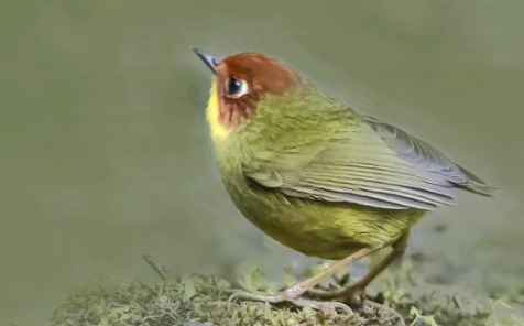 绿尾地莺:真像童话里飞出的夜莺 绿尾地莺:真像童话里飞出的夜莺