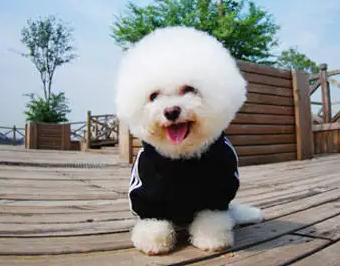 比熊长到了20斤，是否正常？