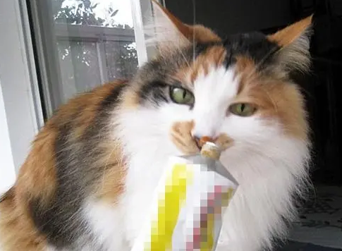 小猫猫胺跟营养膏能一起吃吗，猫胺膏和营养膏的区别