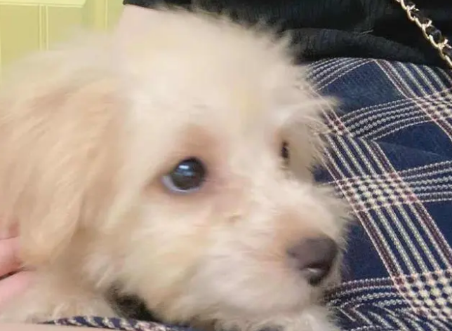 营养膏是什么？怎么使用？