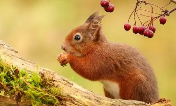 松鼠怎样过冬？来了解一下吧