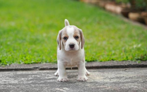 狗狗猛喝水有大学问，你们学到了吗？