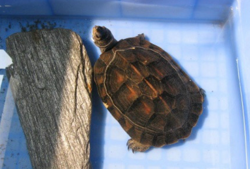 缅甸黑山龟的寿命，你们知道吗？