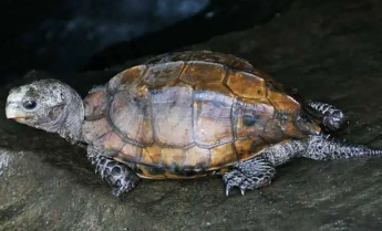 鹰咀龟怎么养？不清楚的快来看看！