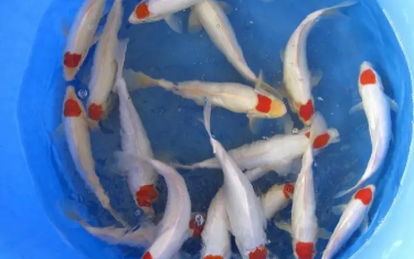 丹顶锦鲤好养吗？我来告诉你答案！