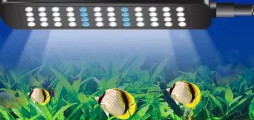 新买的水草可以直接放鱼缸吗？不，你需要先进行这几个步骤