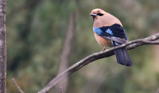 山和尚鸟好养吗？性情如何？ 