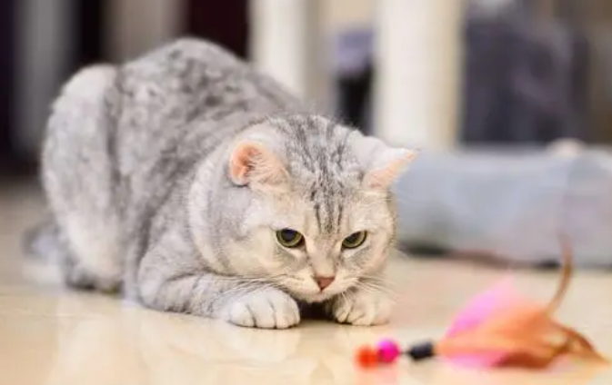 孩子多大可以养猫？家长来了解下吧