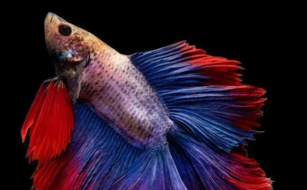 新手如何选购鱼粮？片状和丸状鱼粮哪种更适合？