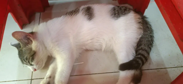 串串猫什么意思？铲屎官来了解一下