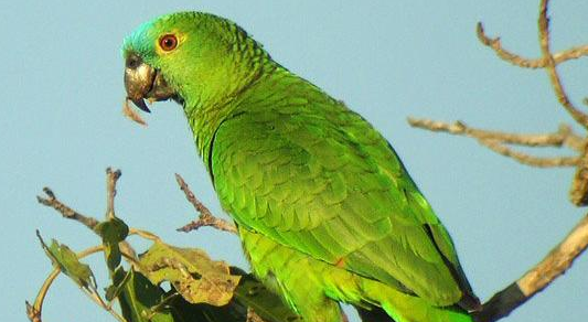 古巴亚马逊鹦鹉聪明吗？进来看看