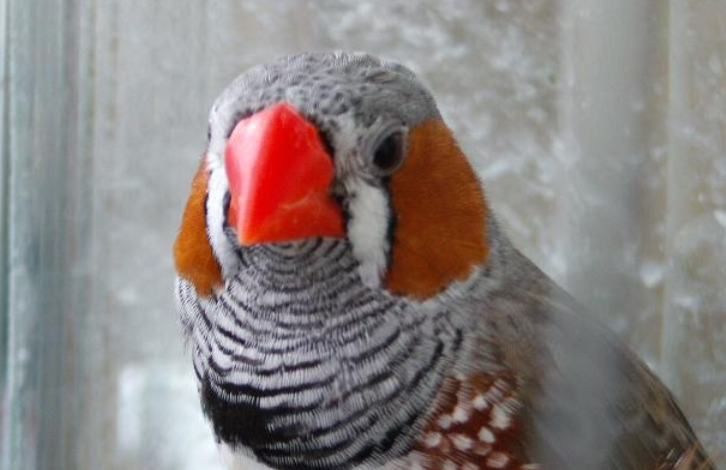 金山珍珠要多少钱？想知道的看过来！