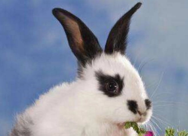 英国斑点兔能晒太阳吗，想了解的看过来