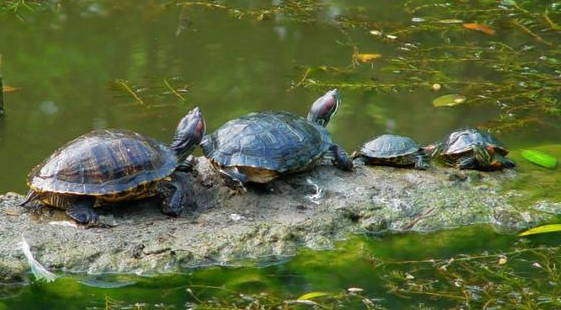 乌龟会不会感染新冠？一般不会的
