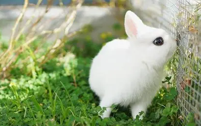 波兰兔怎么样?来看看吧 波兰兔怎么样?来看看吧