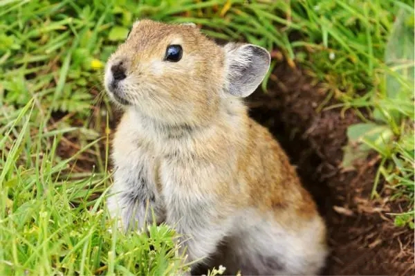 青海田鼠生病了怎么办?解锁这几招还你一个健康小可爱 青海田鼠生病了怎么办?解锁这几招还你一个健康小可爱