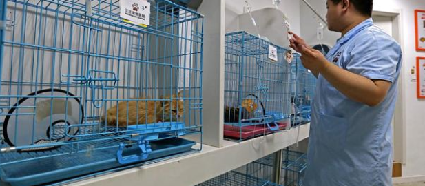 宠物医院要做的环保项目！