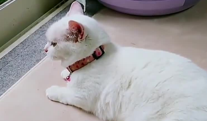 猫咪喉咙里发出像鸽子叫声，它在表达这些情绪