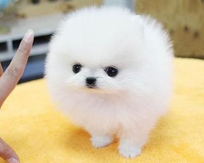 白色的狗狗有哪些品种？来这了解一下吧~