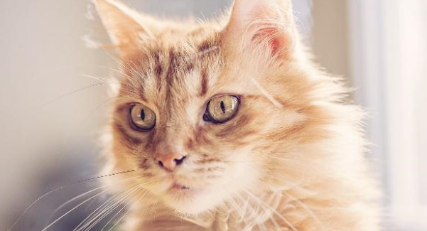 猫感冒了喂点人吃的感冒药就好？别胡来，感冒药不可乱喂