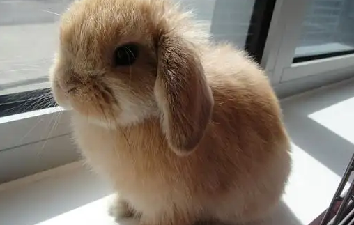 垂耳兔很凶怎么办？宠主来看看该怎么改善吧~