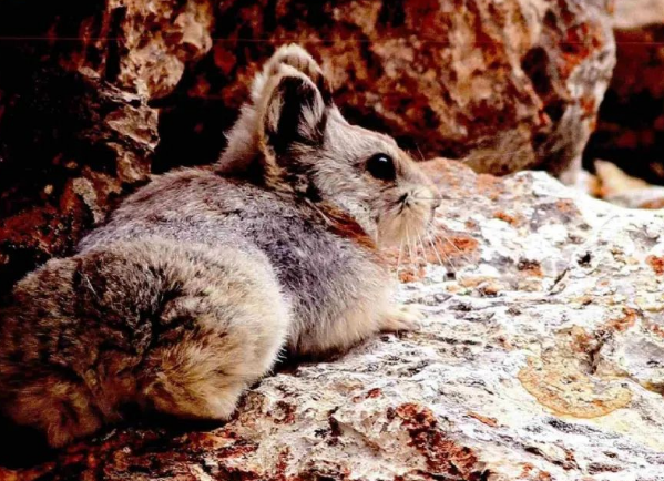 伊犁鼠兔人工饲养的方法，你知道吗？