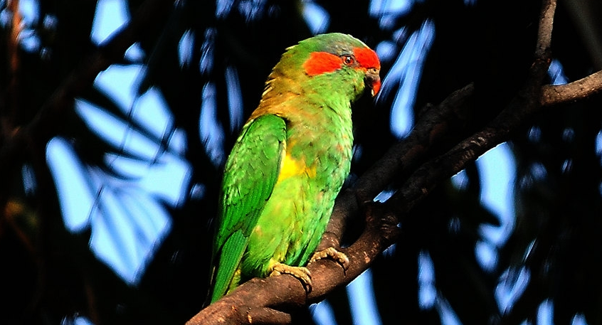 红额金刚鹦鹉多少钱一只？来看看吧