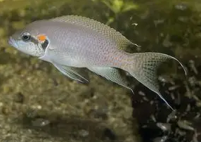 白边燕尾鱼不吃食打一顿就好了？NO，查明原因才重要！