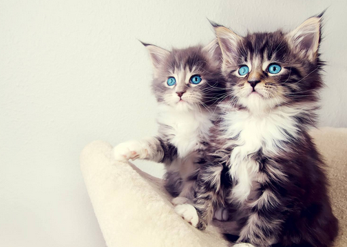 猫每个月都要做体内外驱虫吗