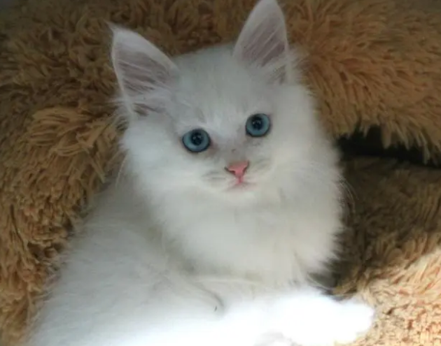 猫砂需要多久一换，你这个主人知不知道？