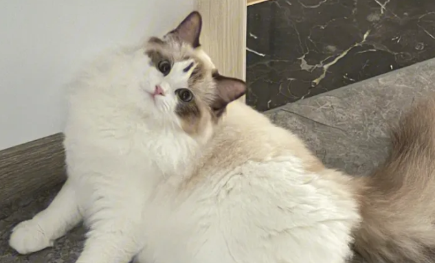 布偶爆毛迹象怎么办？一文教会你